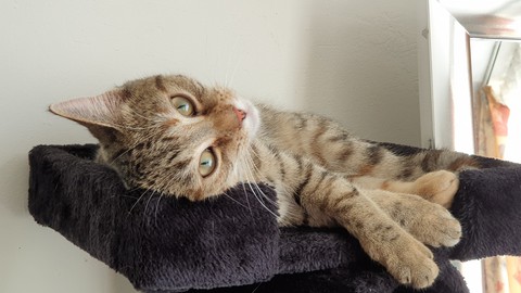 resting cat
