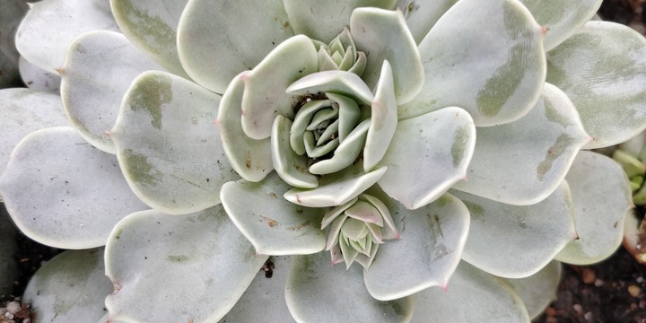 succulent