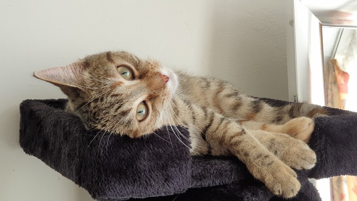 resting cat