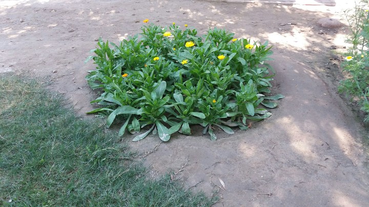 small flowers