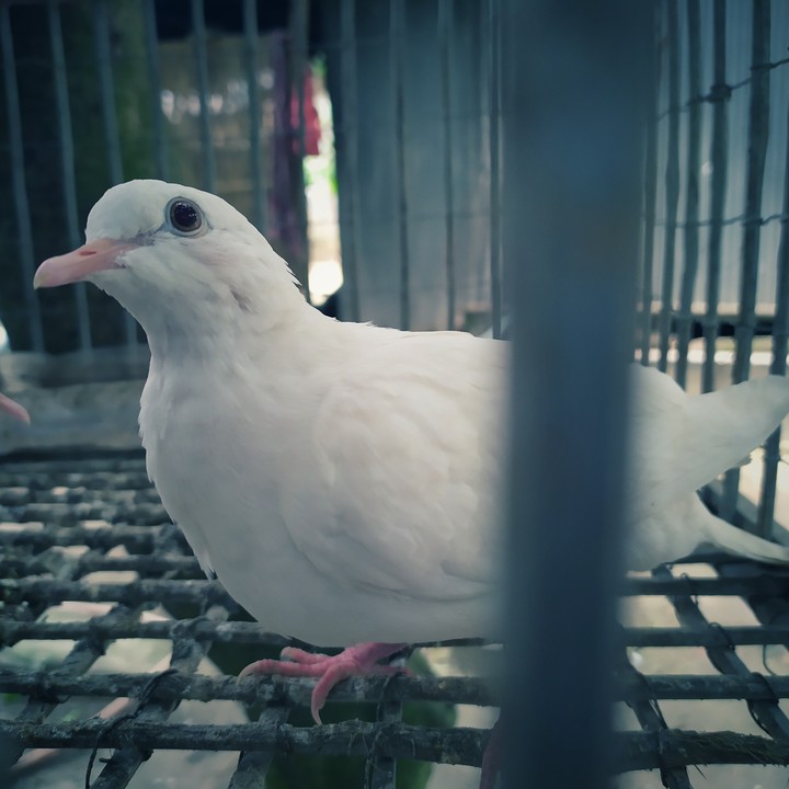 hearing the sound of freedom