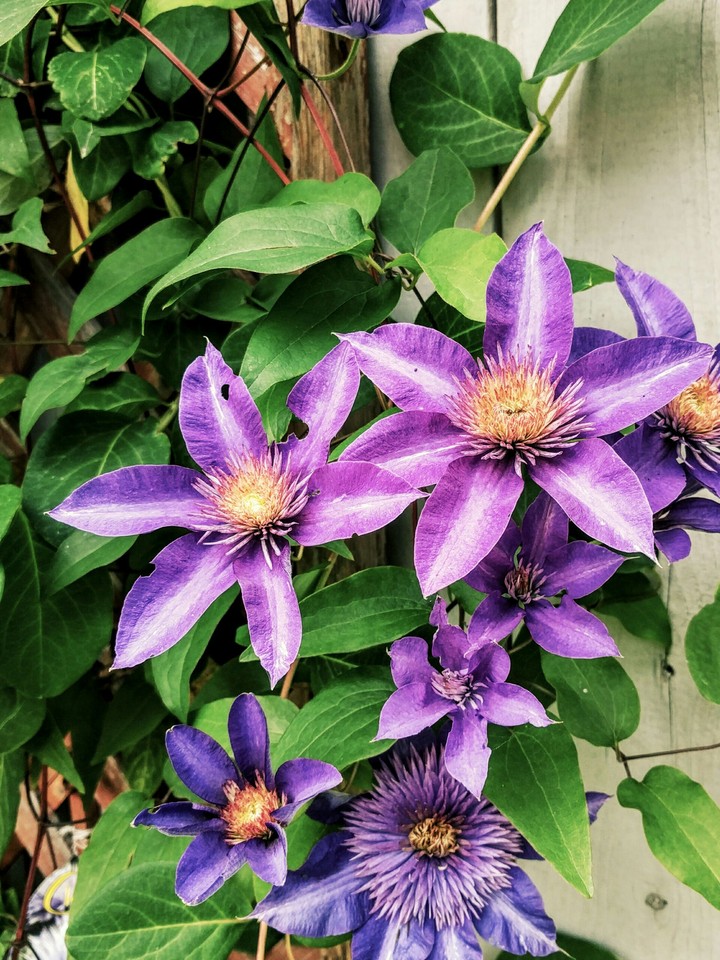 Purple Flowers