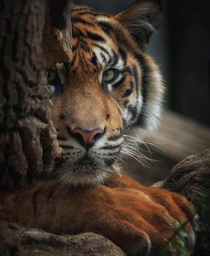 тигр