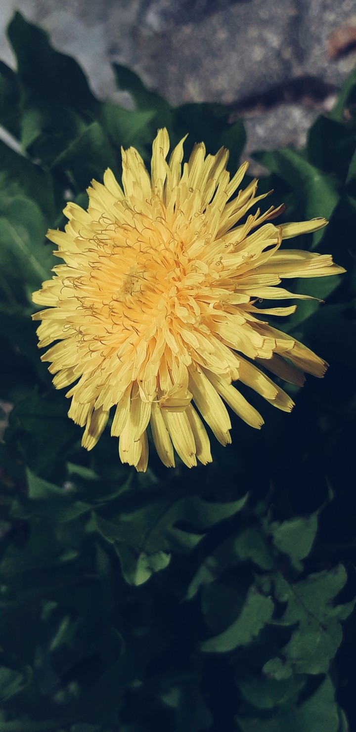 Beautiful yellow flower close up