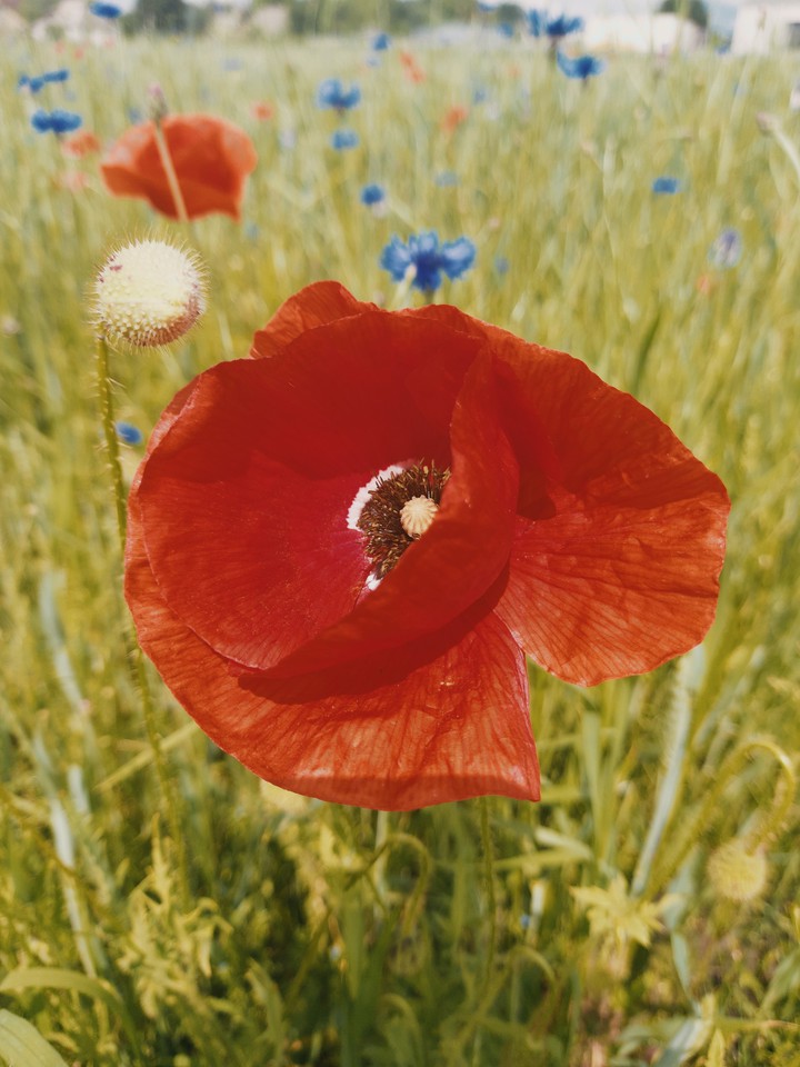 poppy