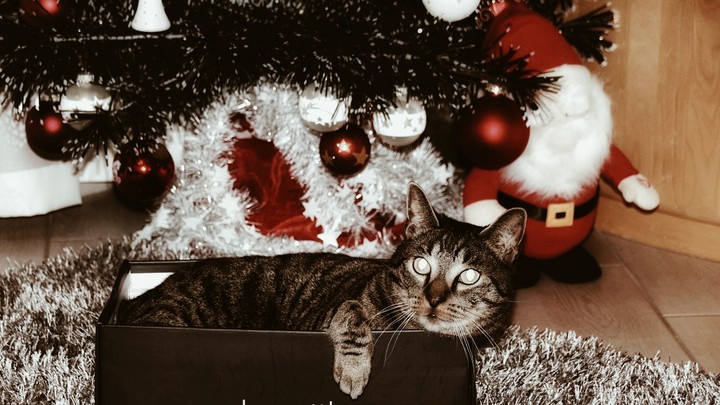 cat under christmas tree