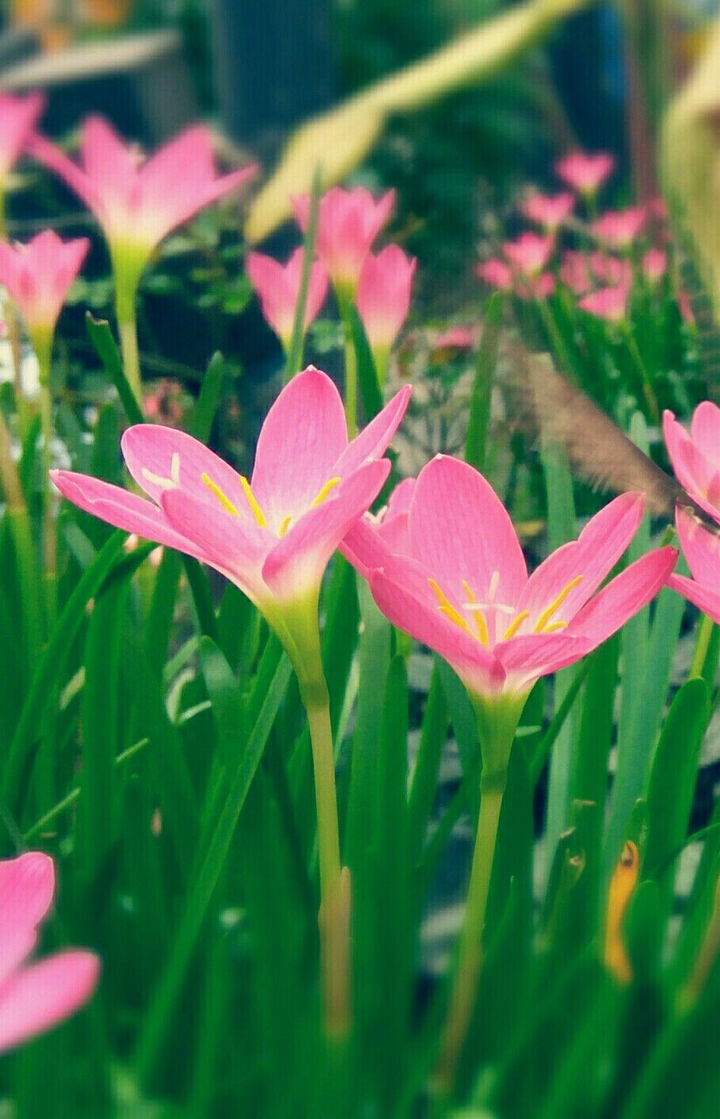 Pinky... Flowers..