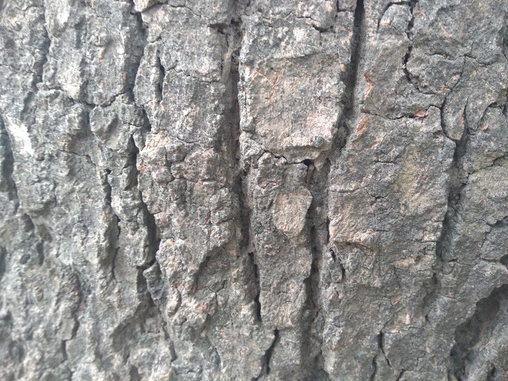 drough in tree
