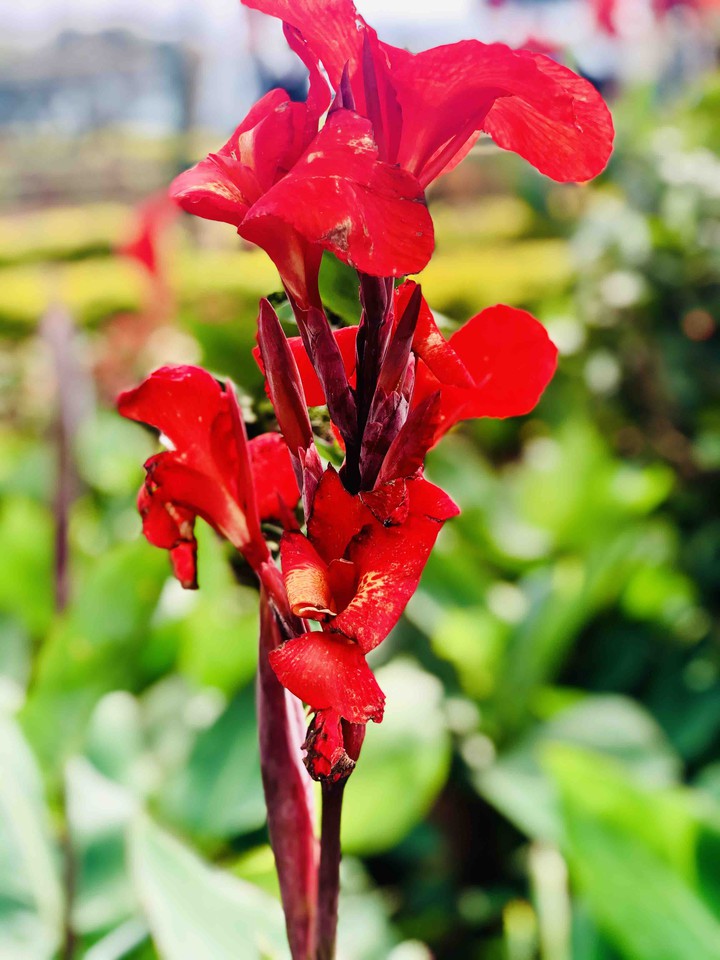 flower