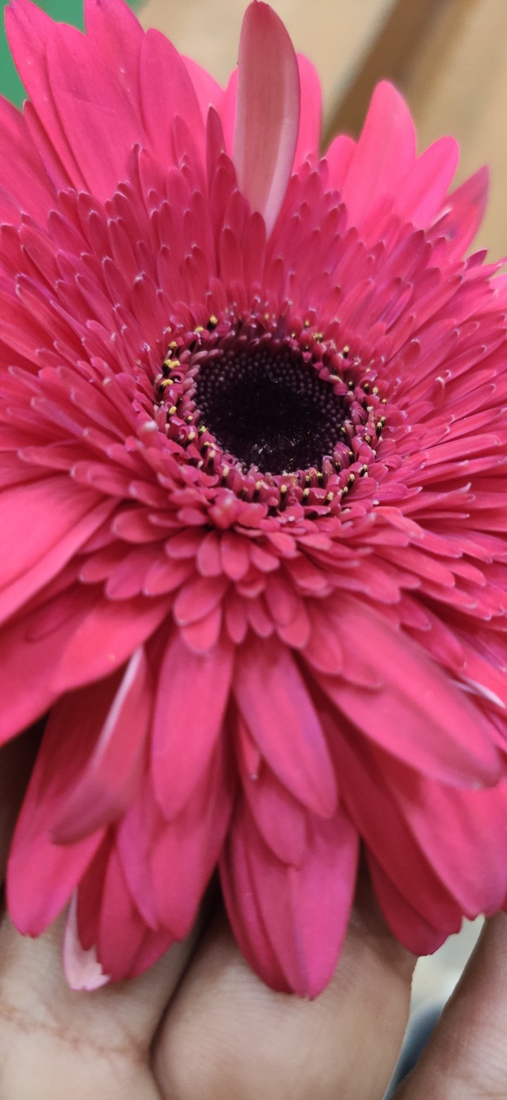 flower wallpaper