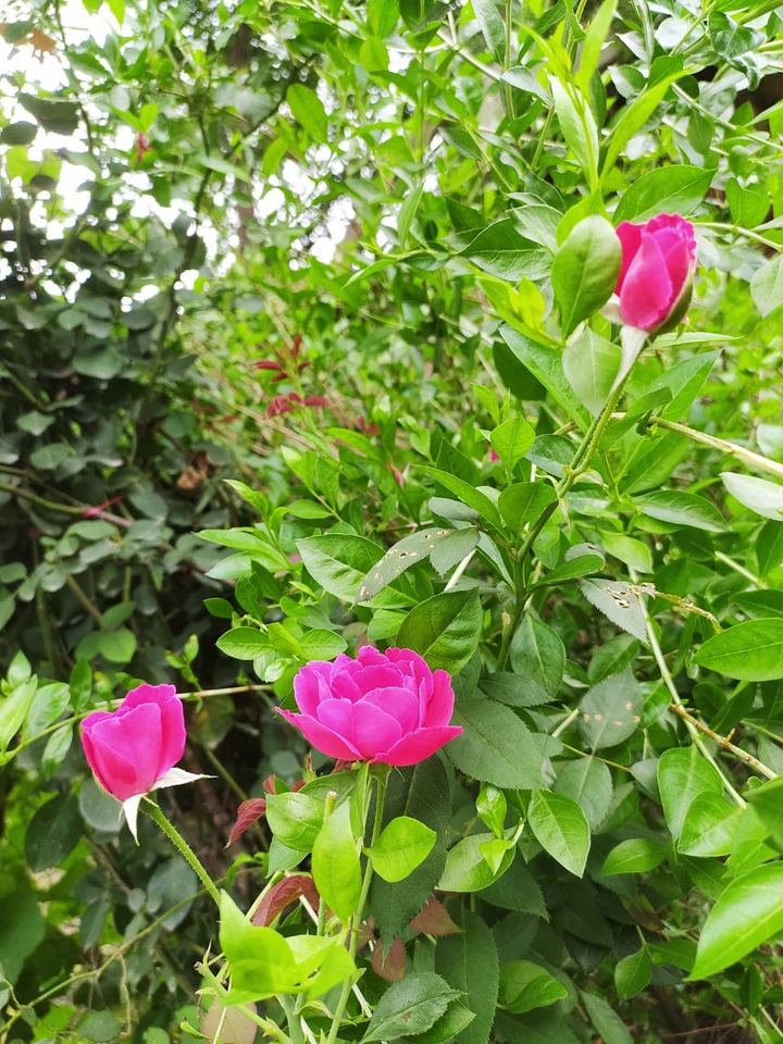 rose
