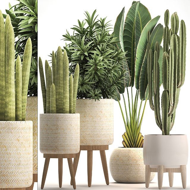 plants