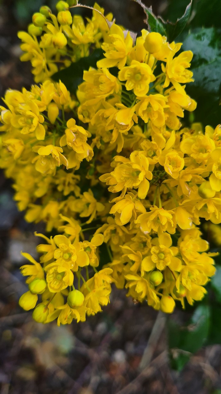 yellow