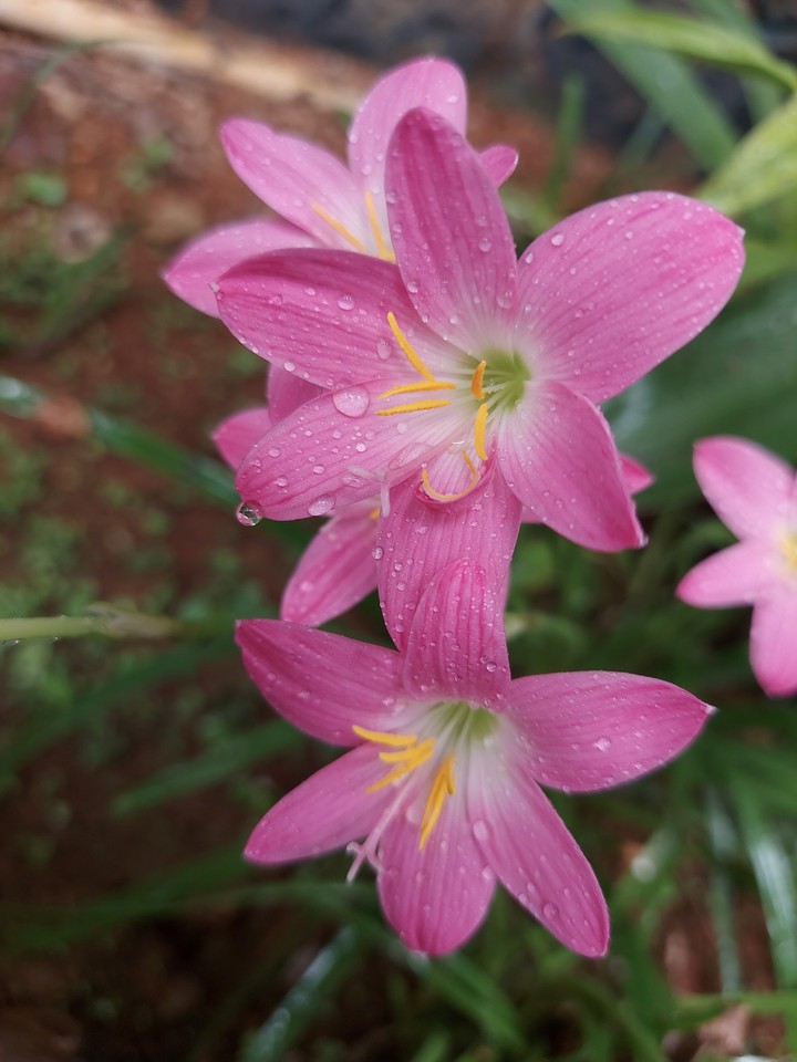 LILLY