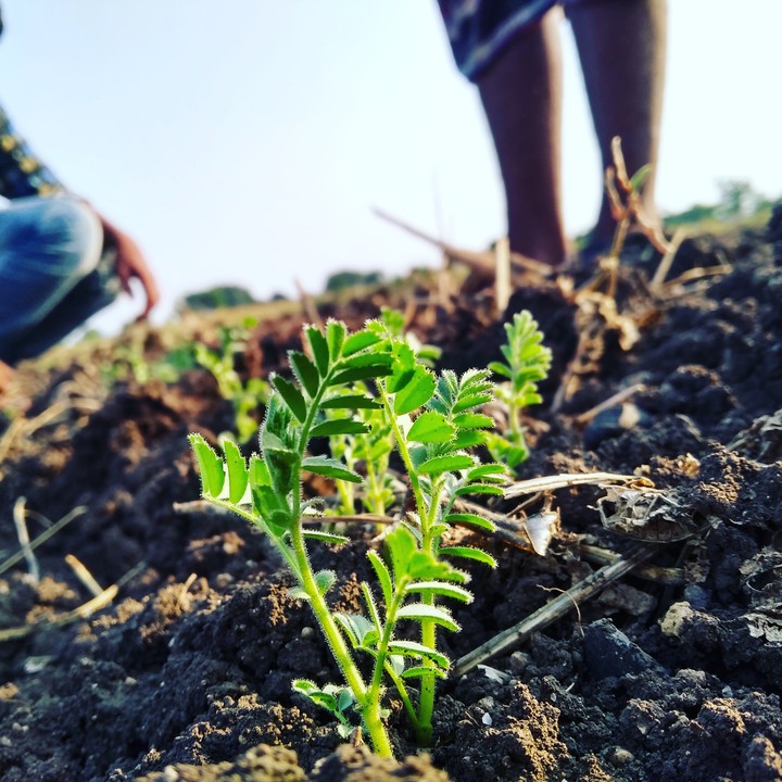 cicers from my farm