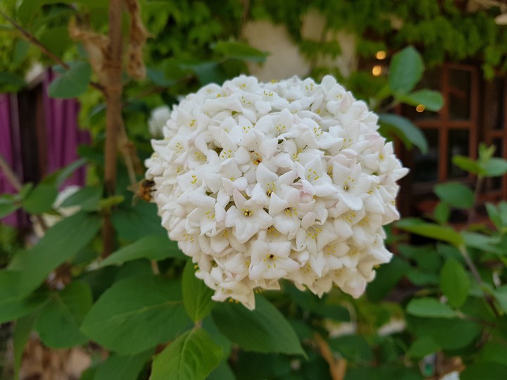 fragrant flowers
