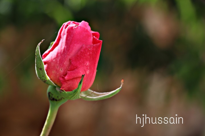 ورد