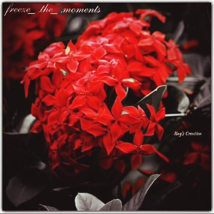 Red Flower