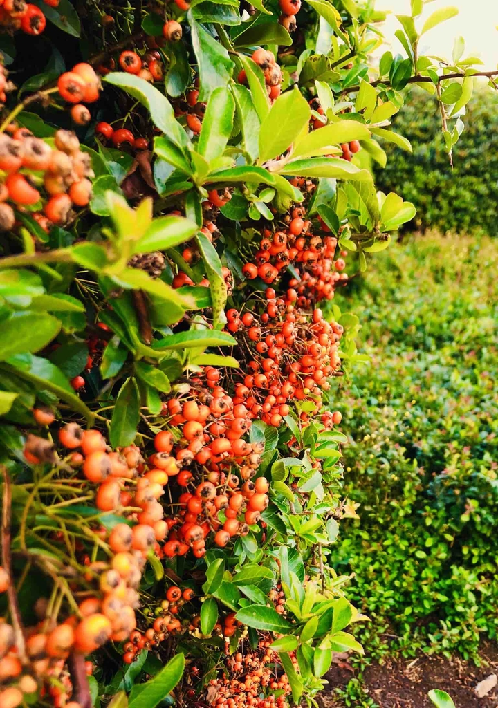 shrub