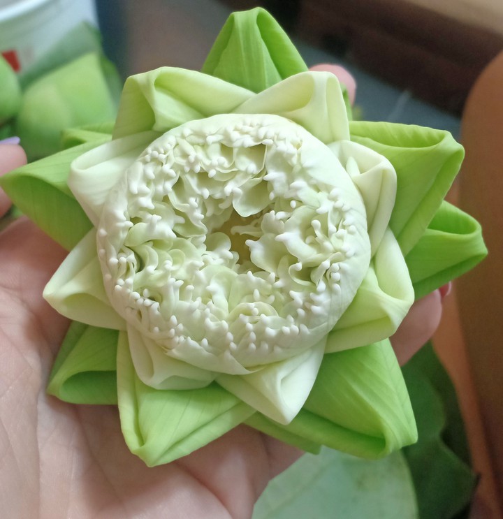 Lotus
