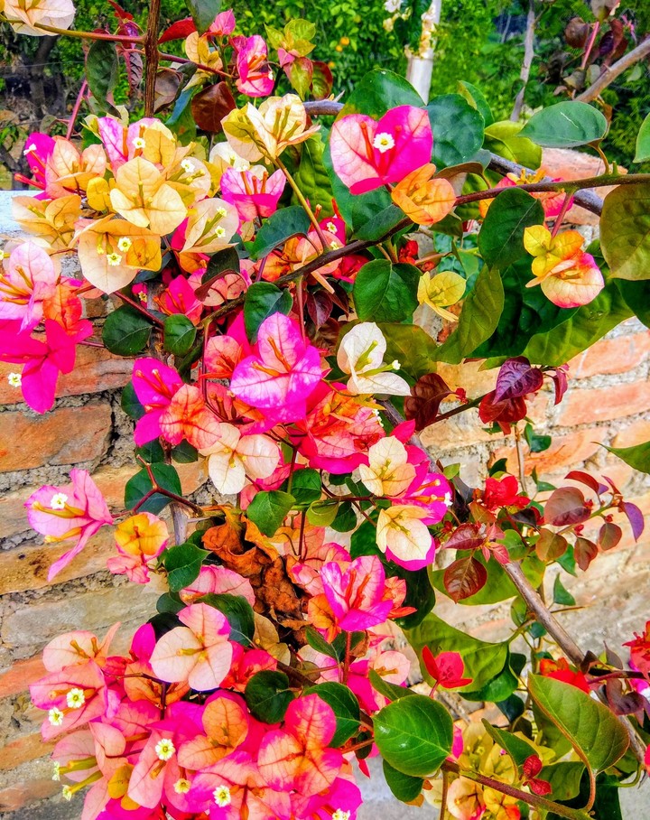 glory of the garden