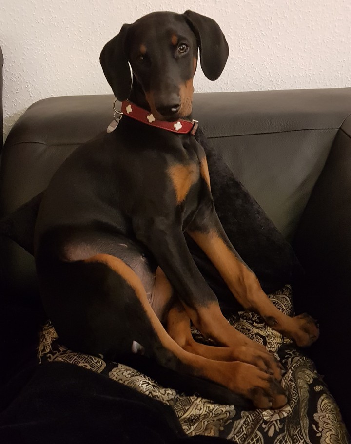 Dobermann 3 Monate alt