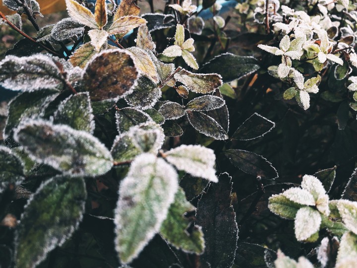 frost leaves