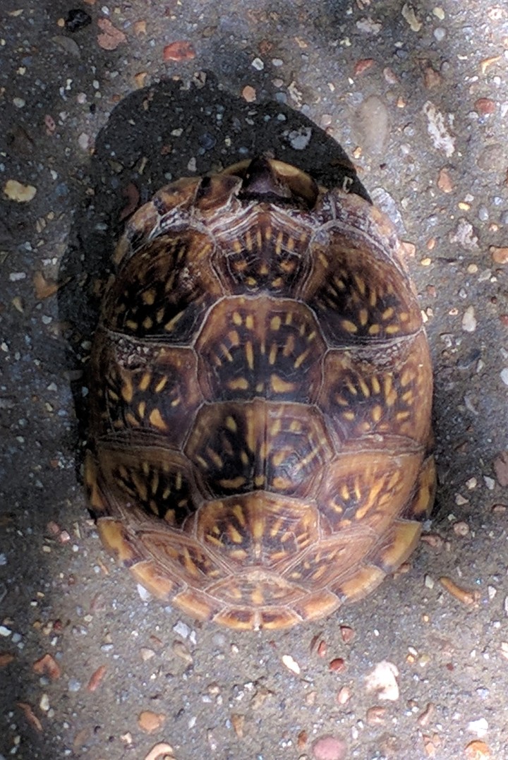 Turtle