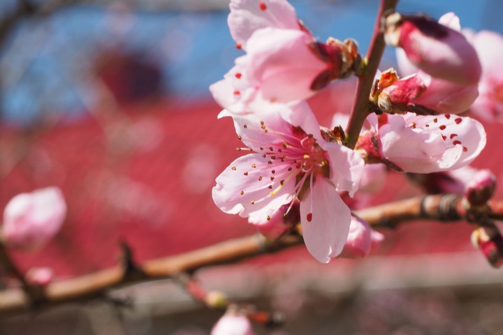 spring