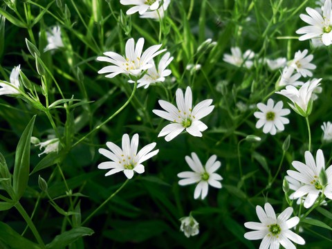 خلفيات flower, plants