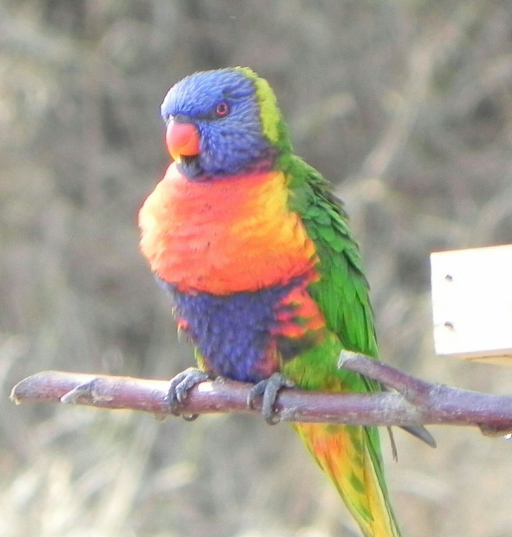 Lorikeet