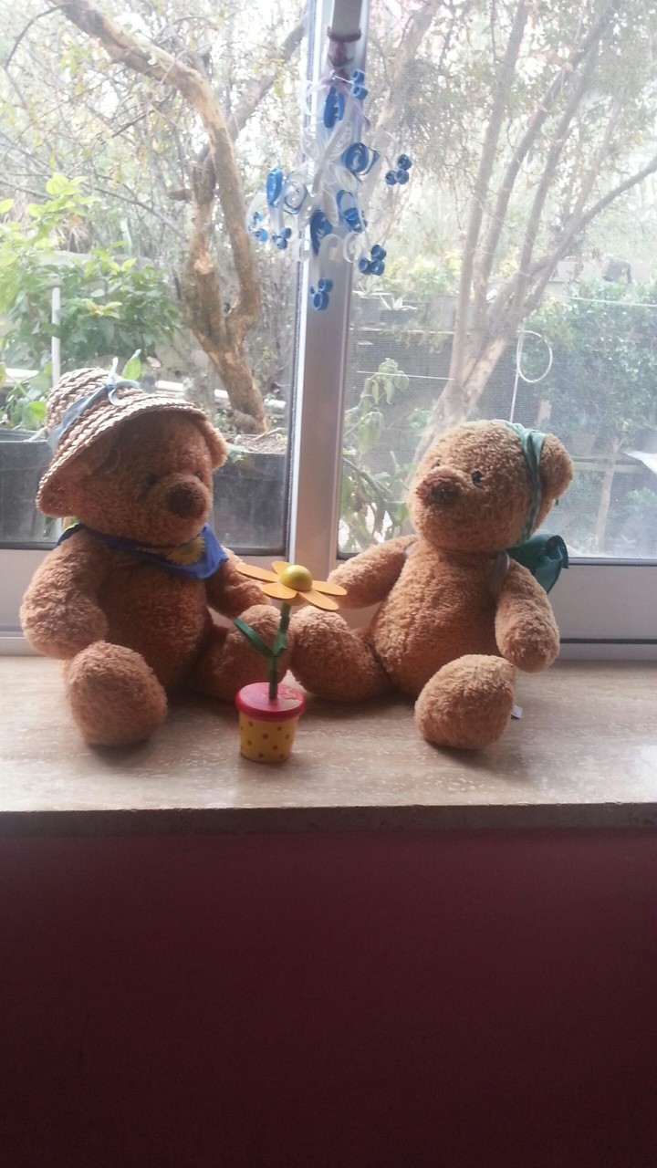 teddy's