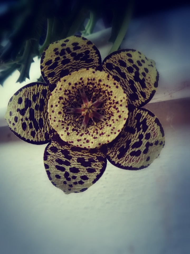 flower