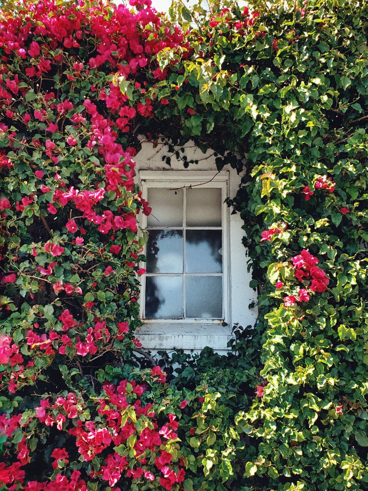 Cozy old window in flowers