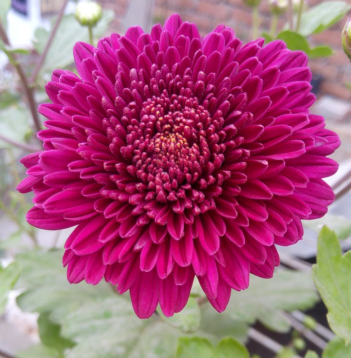 flower