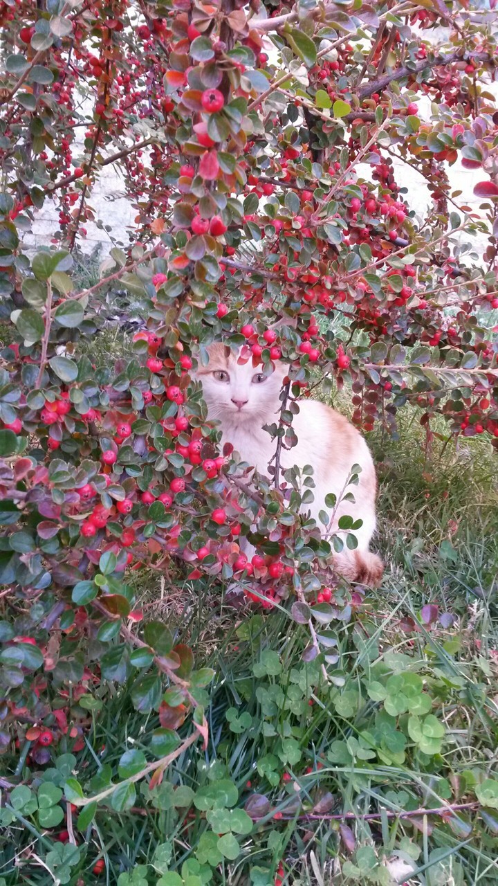 I am cat