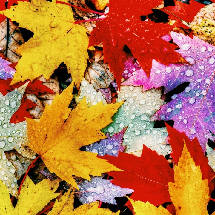 colourful leaves