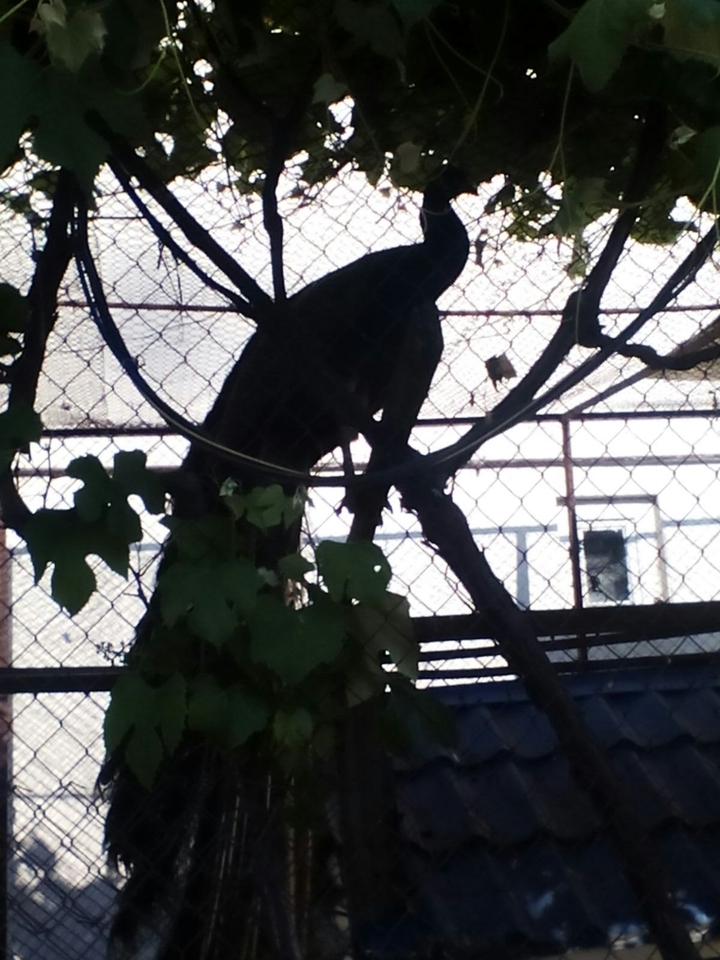 Павел