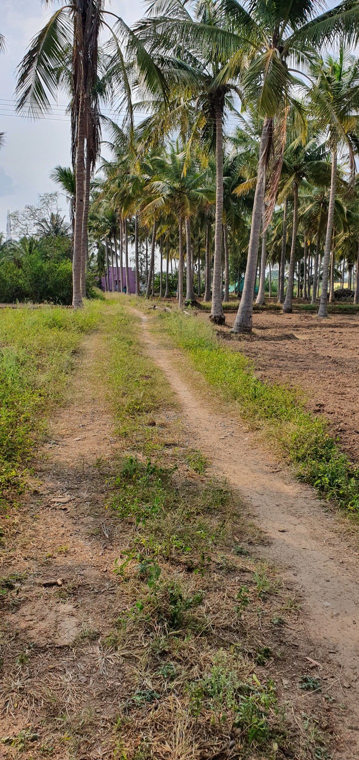 green path