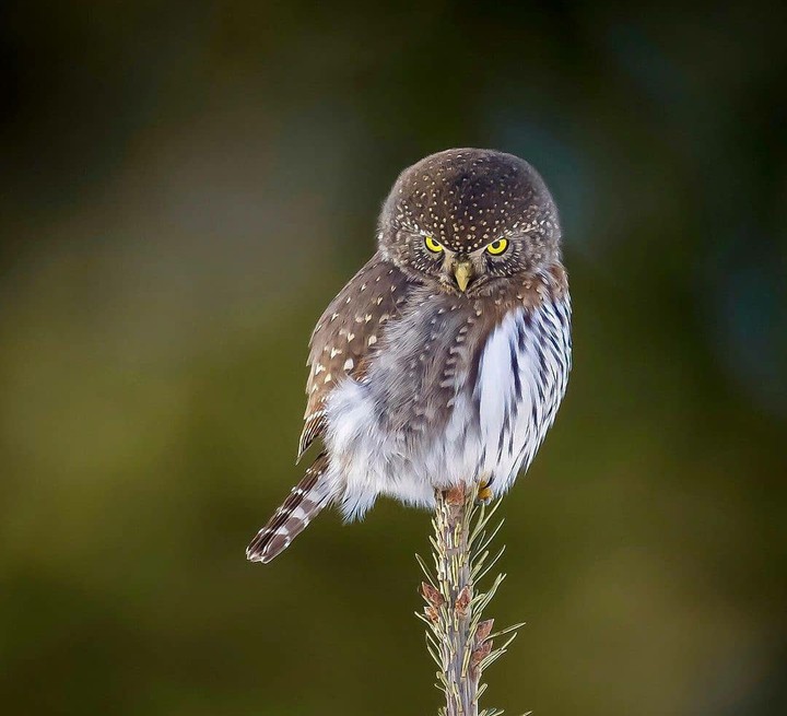 owl