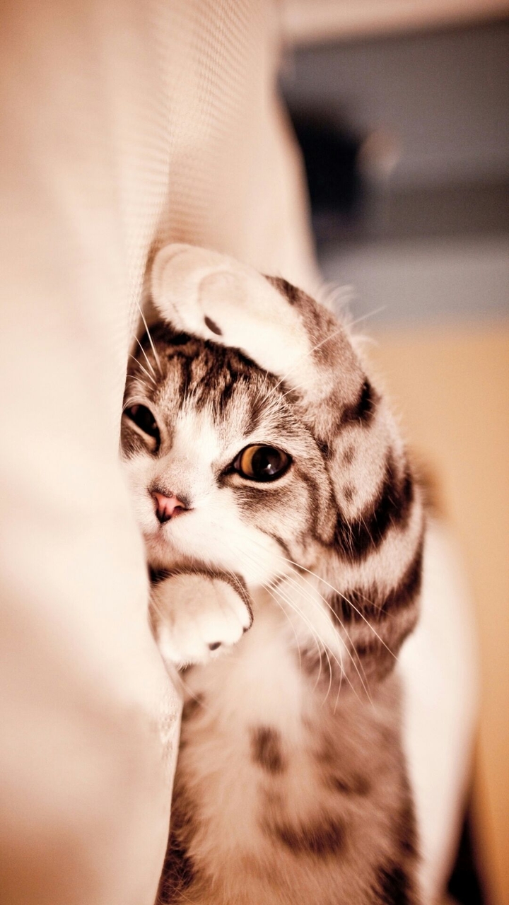 Cute Cat