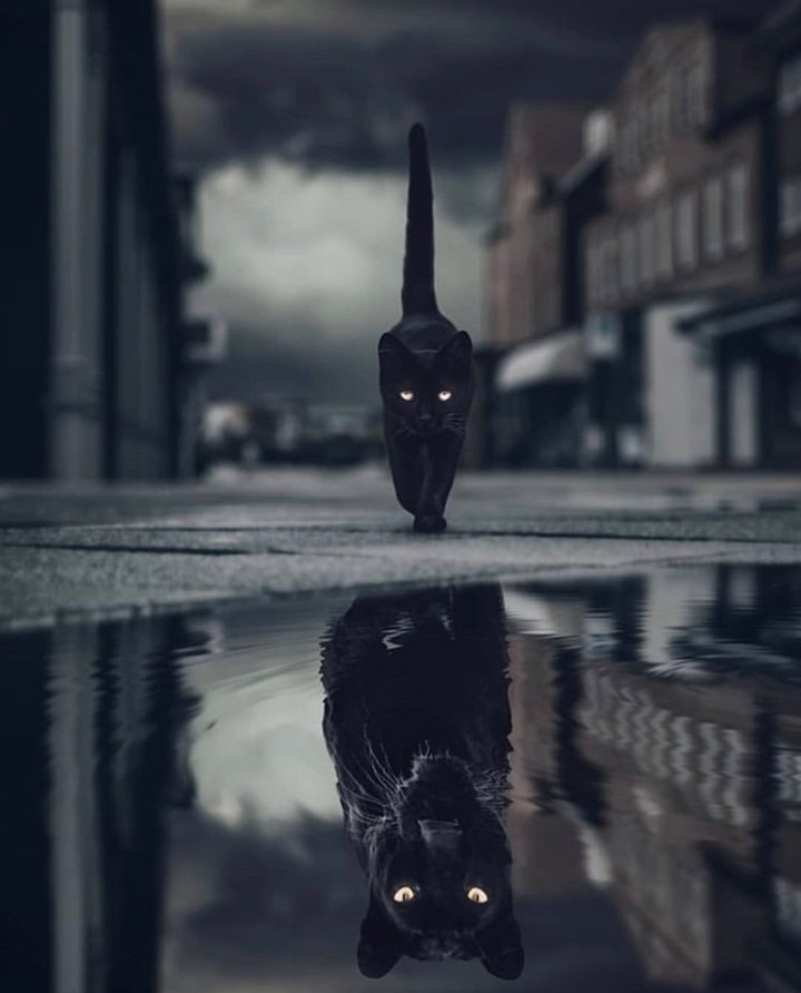 cat