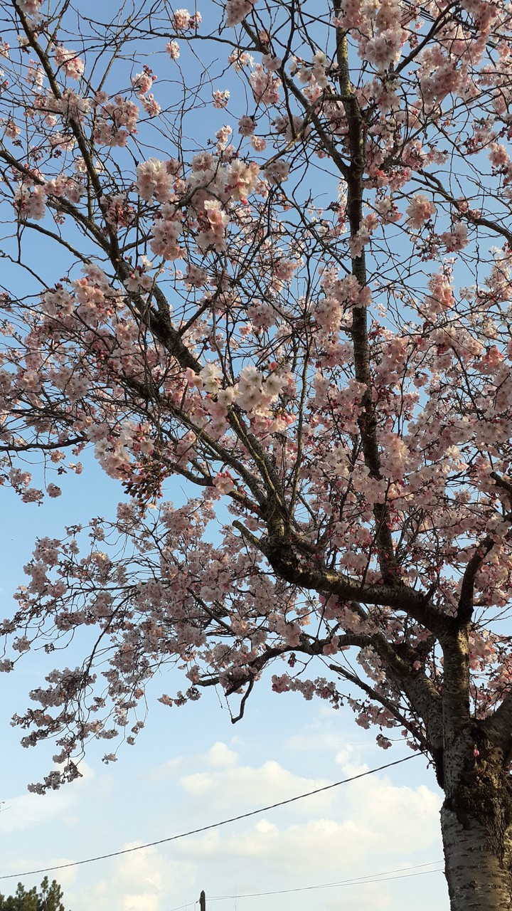 bientôt le printemps