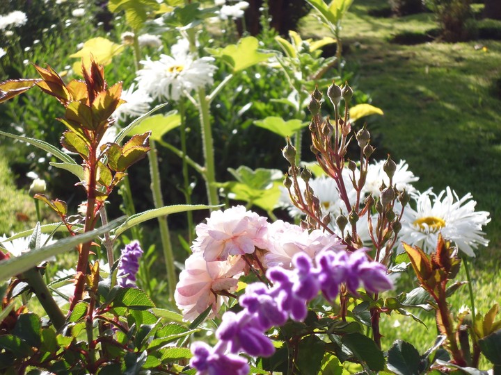 el jardín de sueños