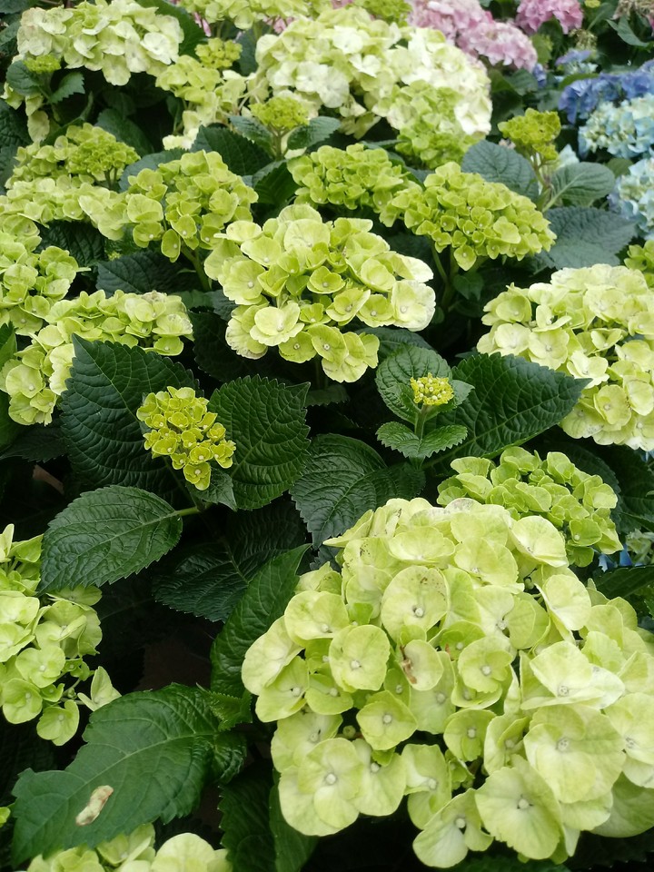 Hydrangea