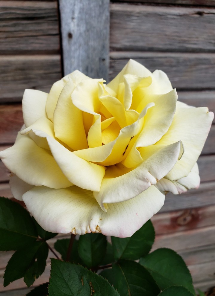 White Rose, Weathered Background