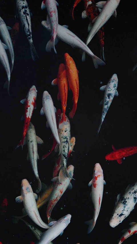 fishes