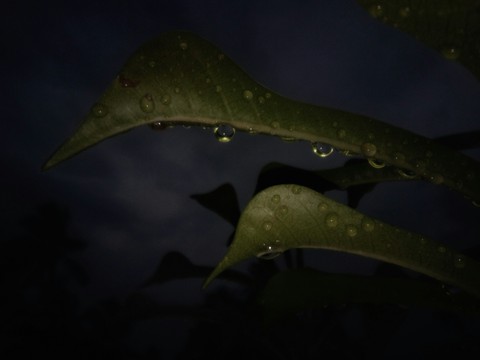 rain