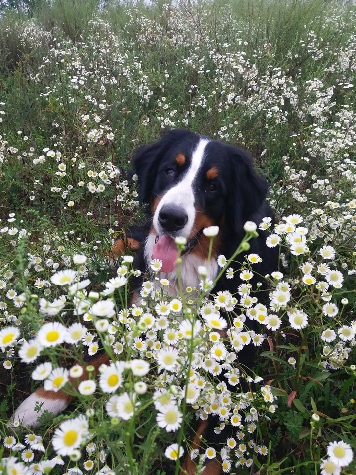 Arisha and flowers