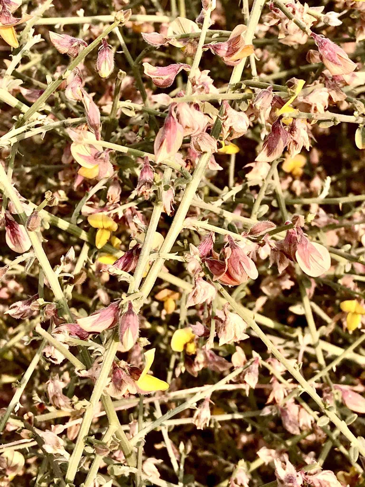 sunny flowers